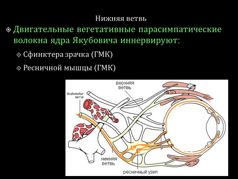 Нижняя ветвь Двигательные вегетативные парасимпатические волокна ядра Якубовича иннервируют: Сфинктера зрачка (ГМК) Ресничной мышцы